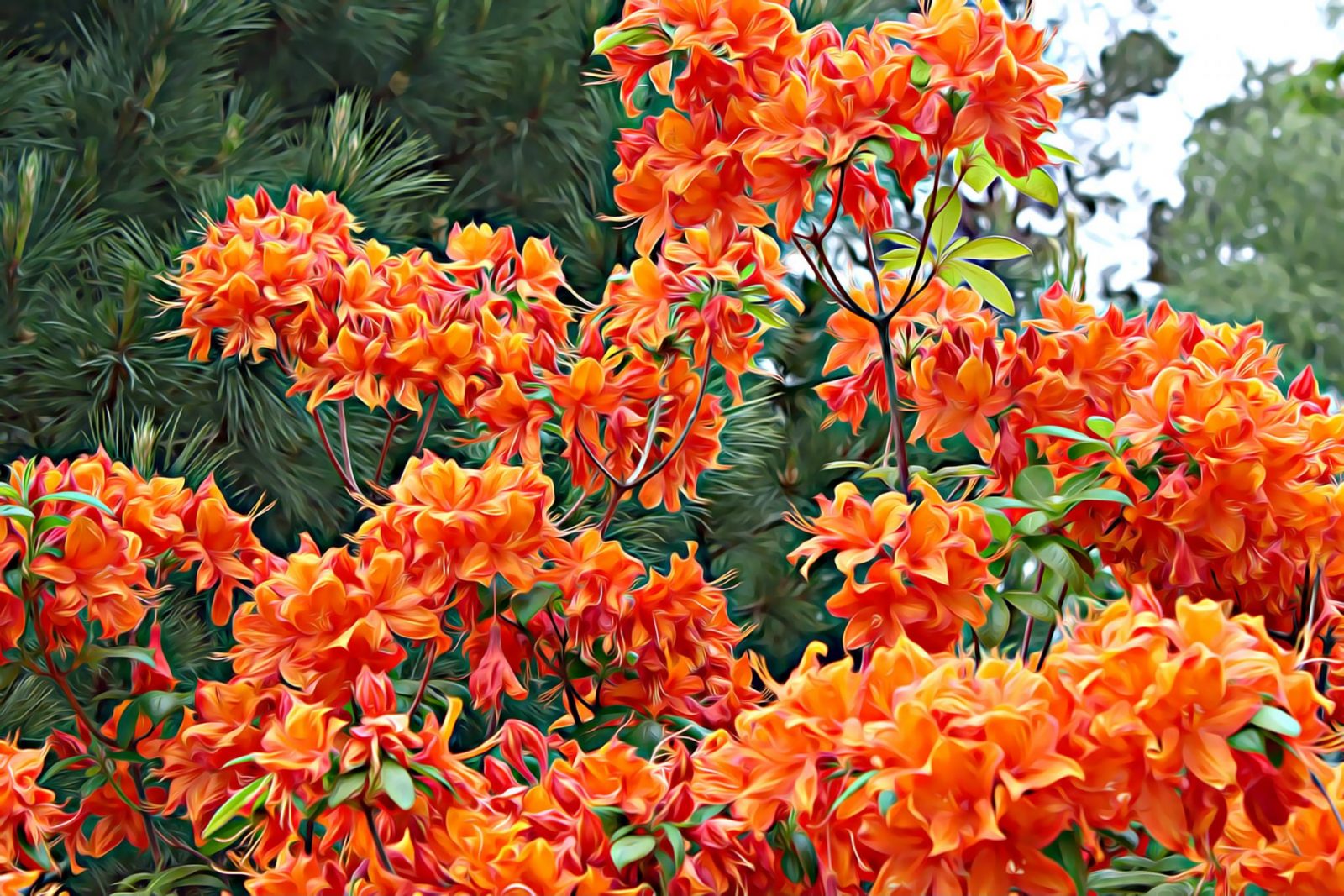 195683351_4342676689097156_6402125881291681868_n