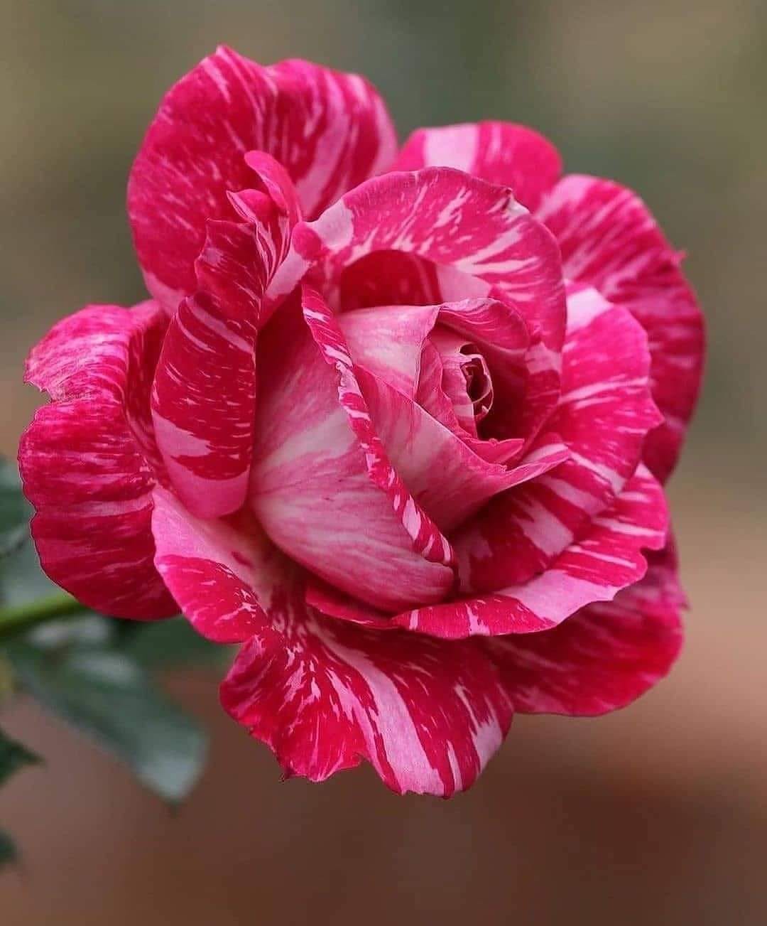 196625106_4396455230385048_6775881426965798804_n (1)