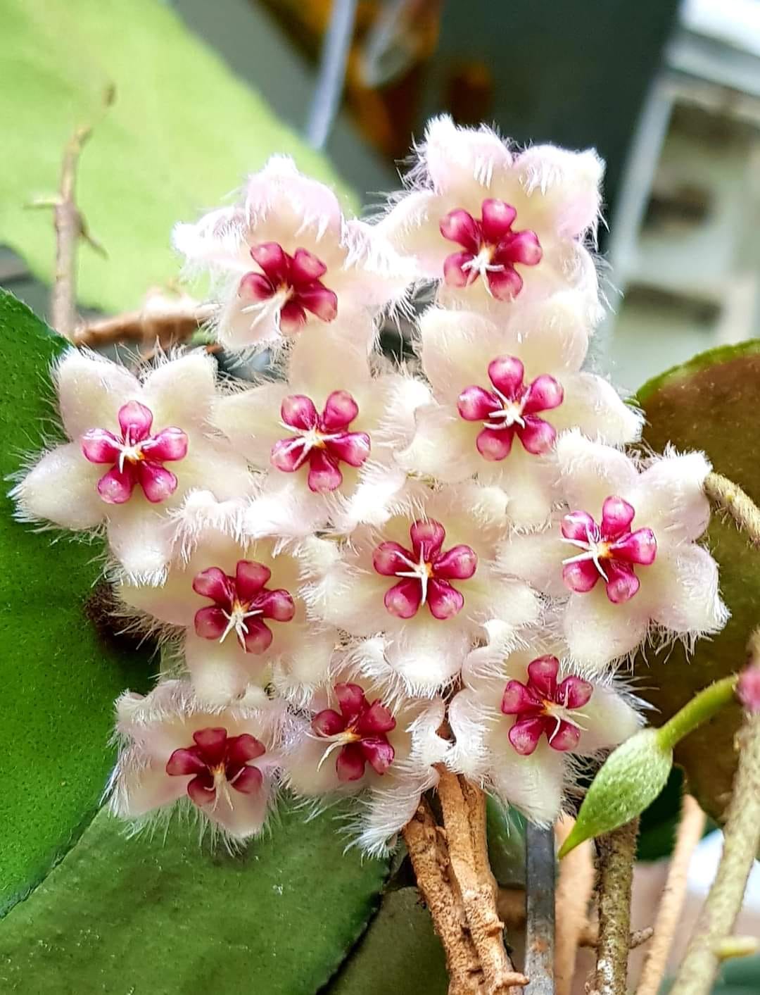 197510245_4399281933435711_8784052307872074432_n