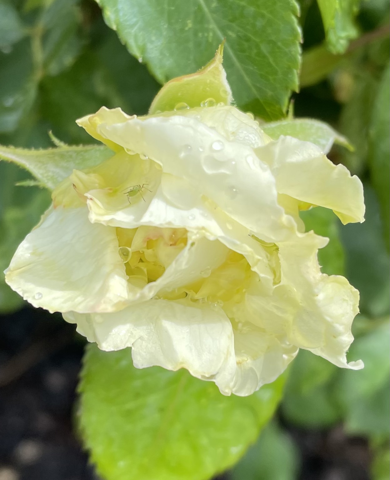 199581BF-88D6-47DF-8D39-EF81688E4048