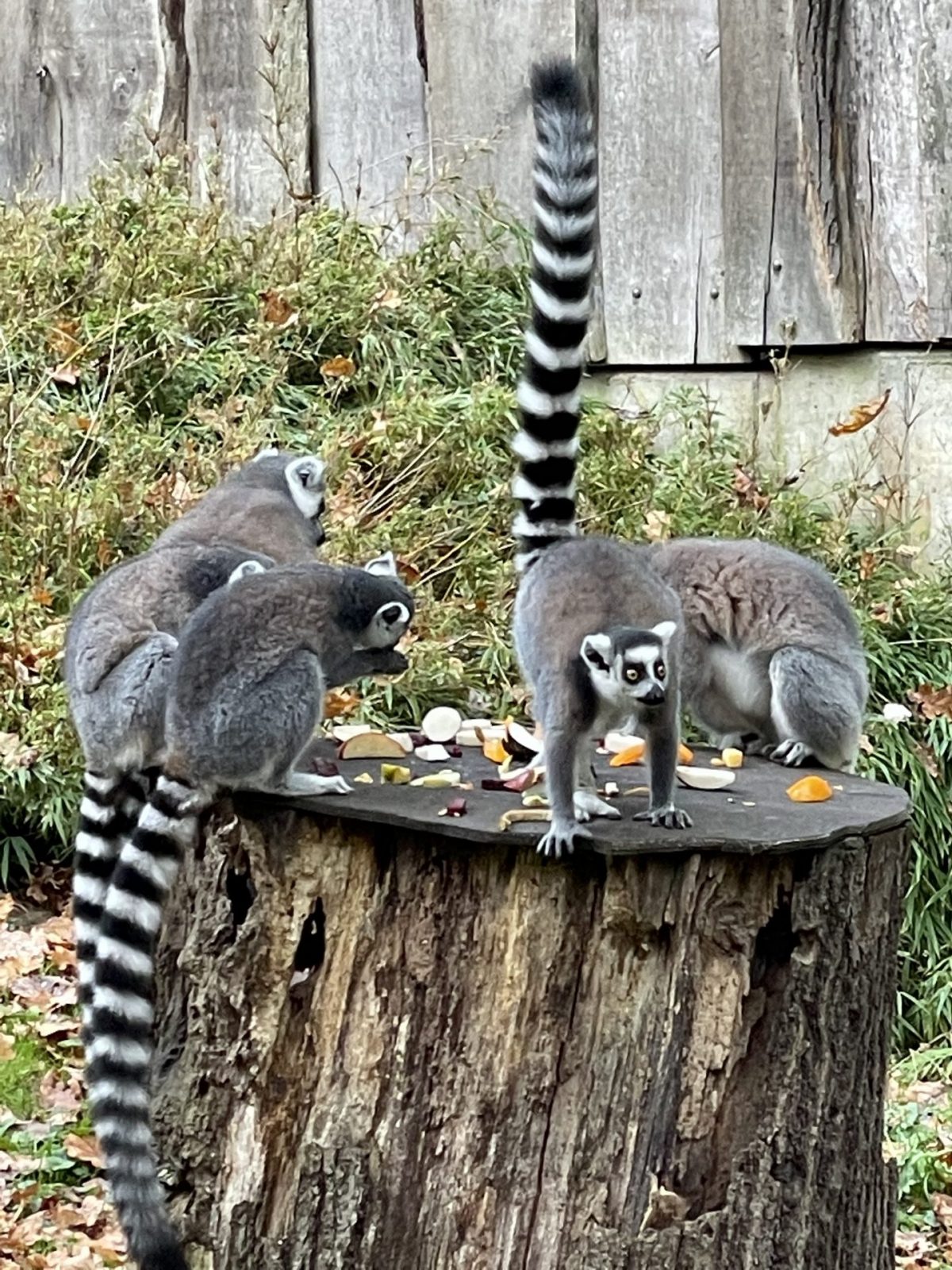 1A39D410-438C-454D-A748-F32515C85BBA