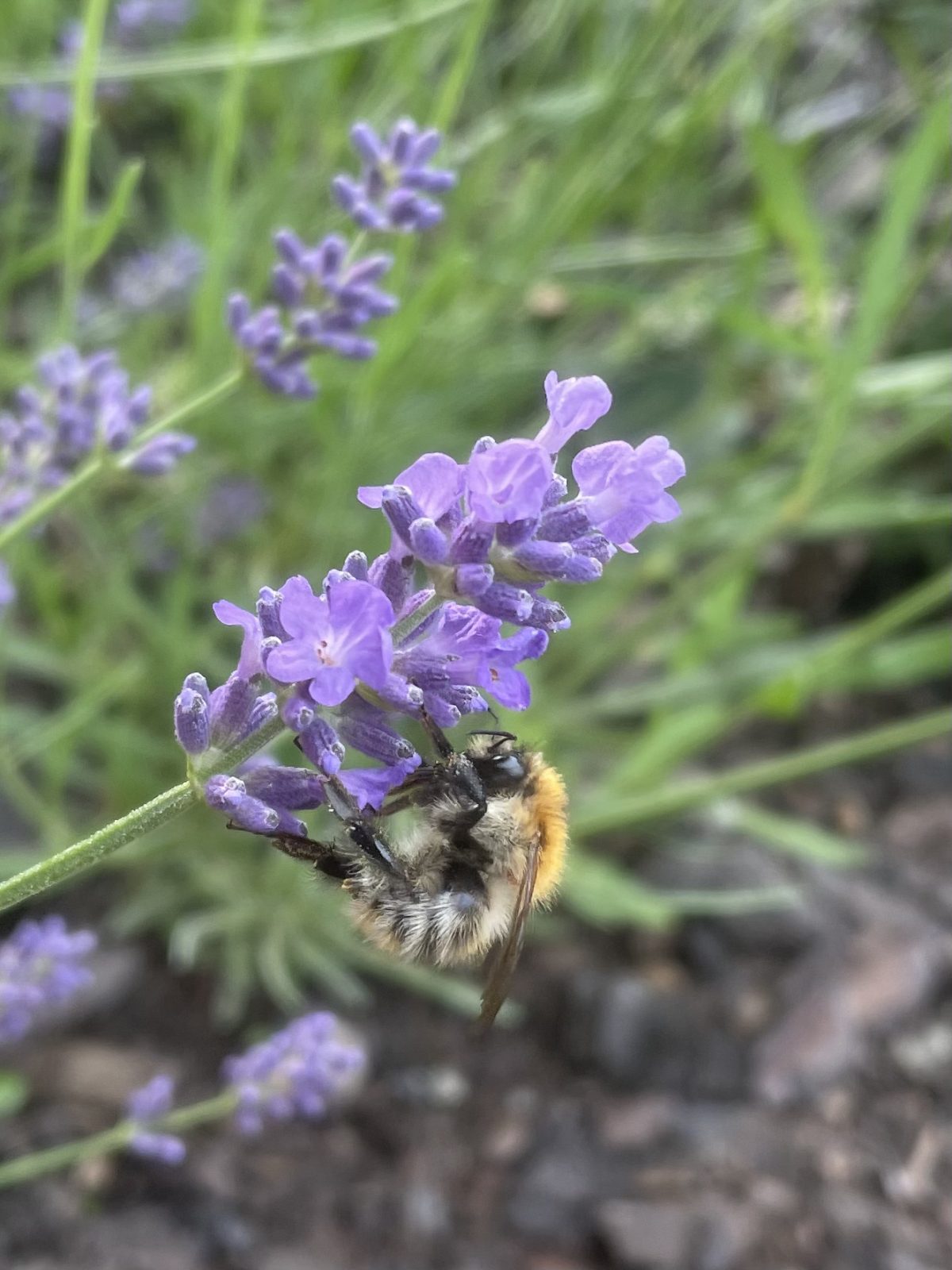 1AE571A7-0195-41E2-BB48-C4B410E24245