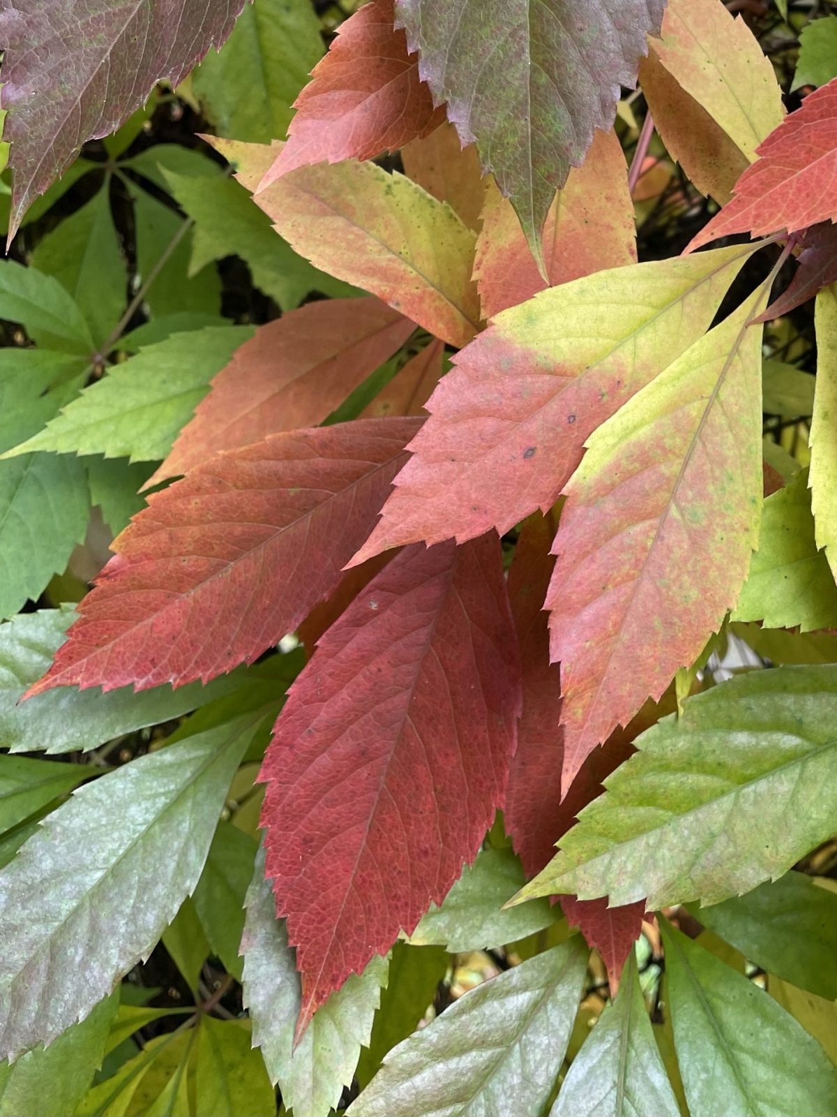 1AEBF9B8-DD3C-4601-9654-44F2B5B75FAB