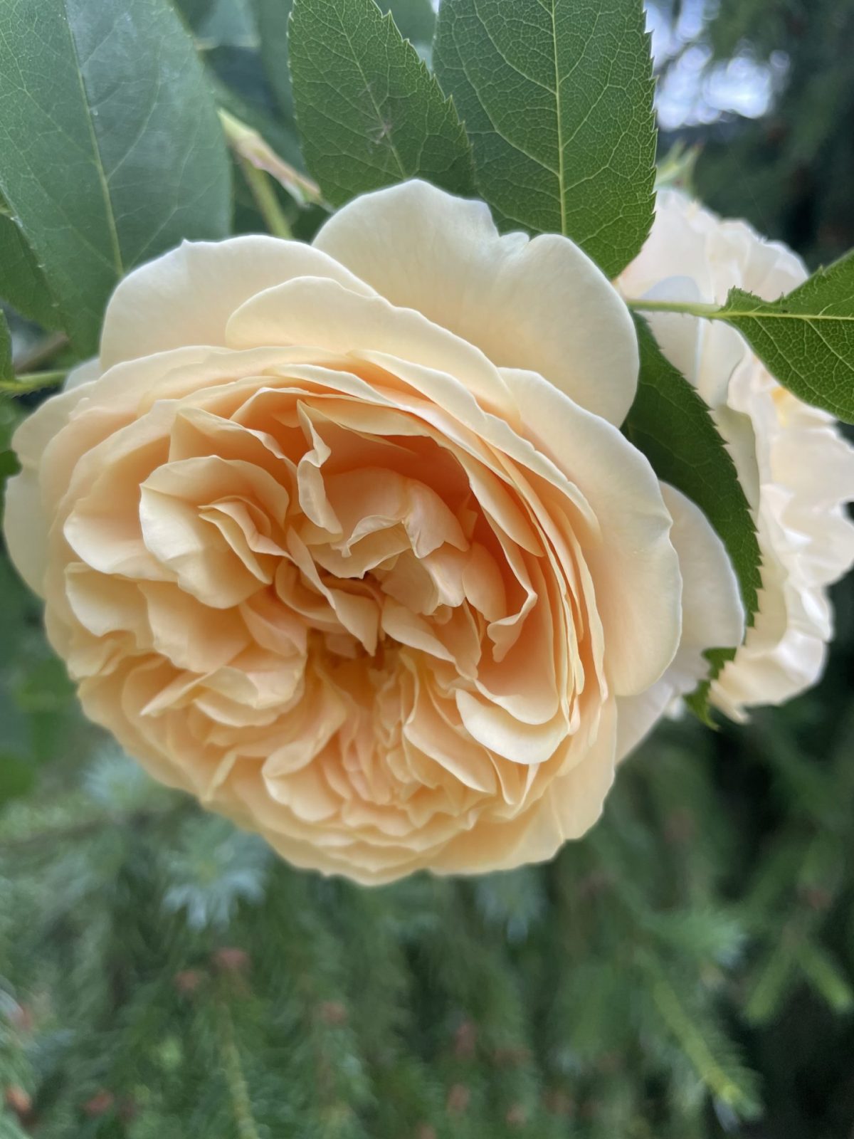 1AFB3A94-F850-4130-82EF-9A60966BD40B