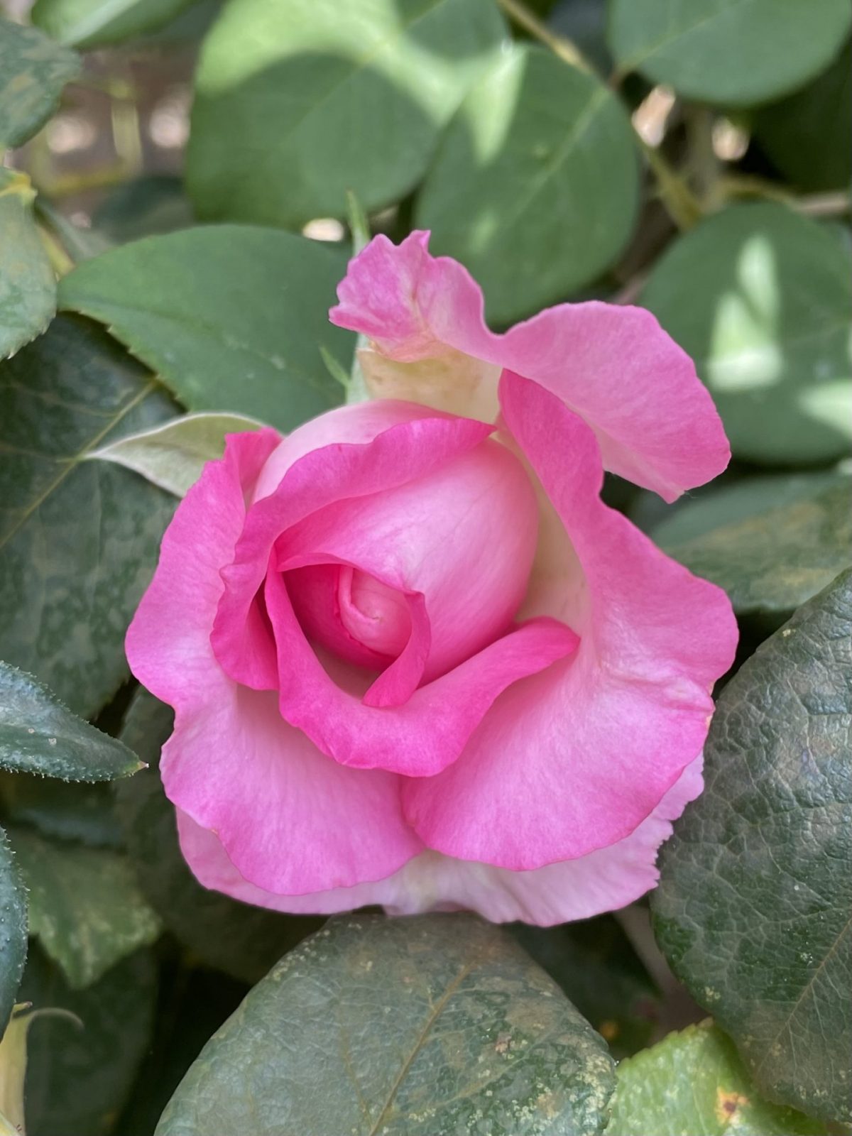 1B367C04-B24D-4EA1-A338-0A31ABBE5629