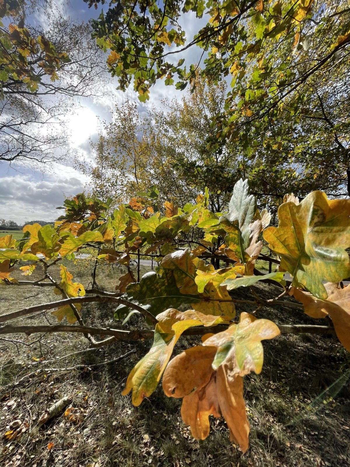 1C00F174-4C1A-458B-ABE0-657CC0175DD3