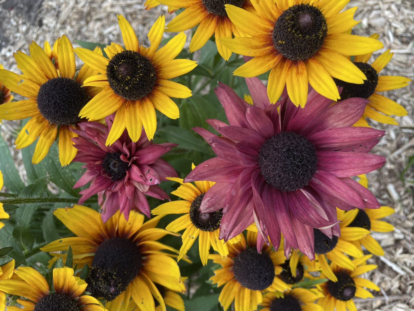 1C2887C3-5683-4898-BAE9-6105904B8B6D