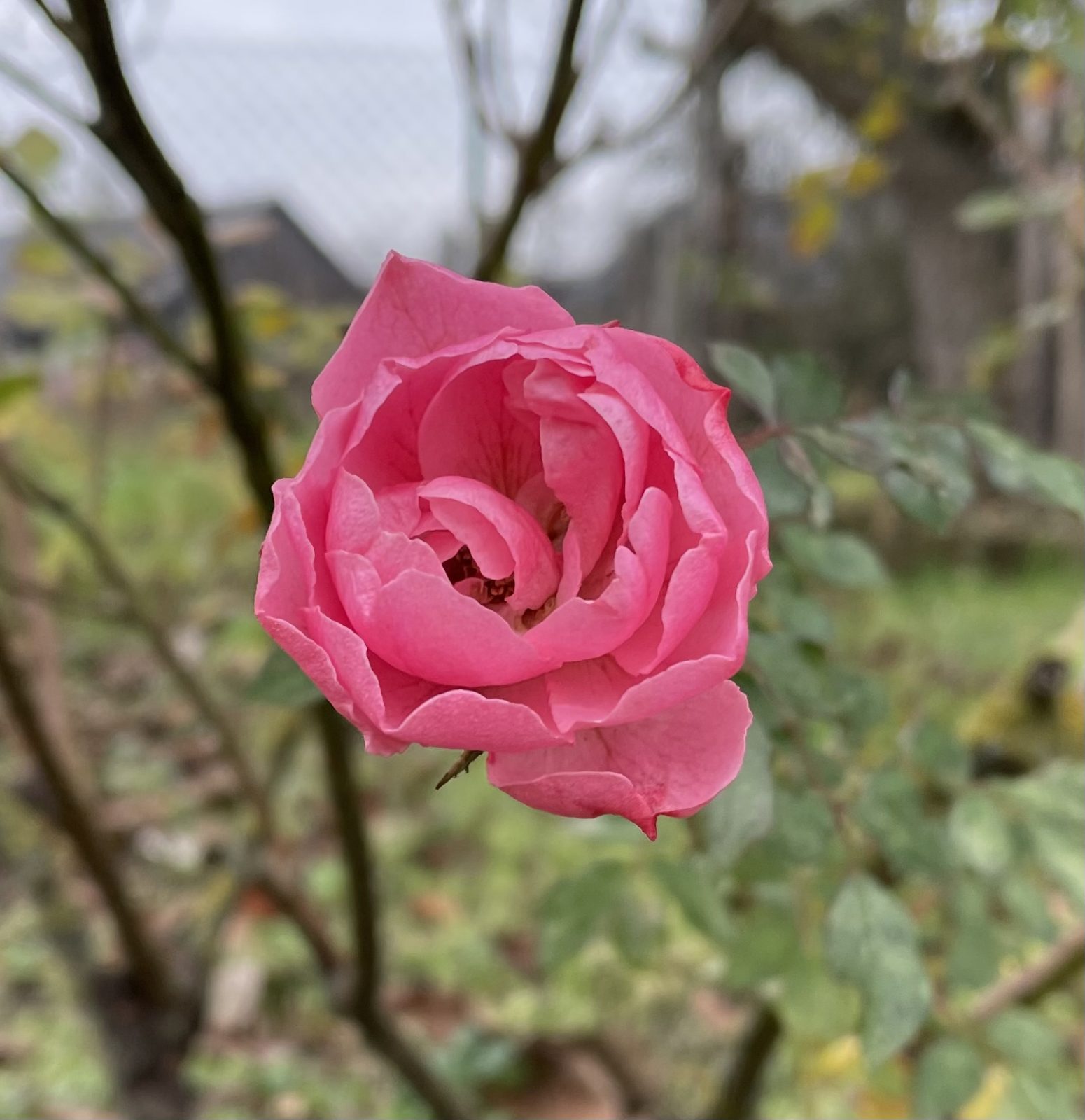 1D9CE70A-FAD1-4EBE-9387-47E4E676EAE5