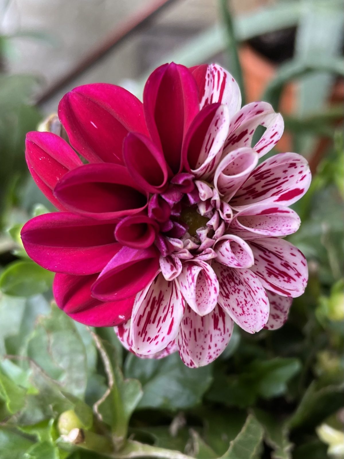 1DADEE23-E645-43B3-8CD4-44575AA1DFCE