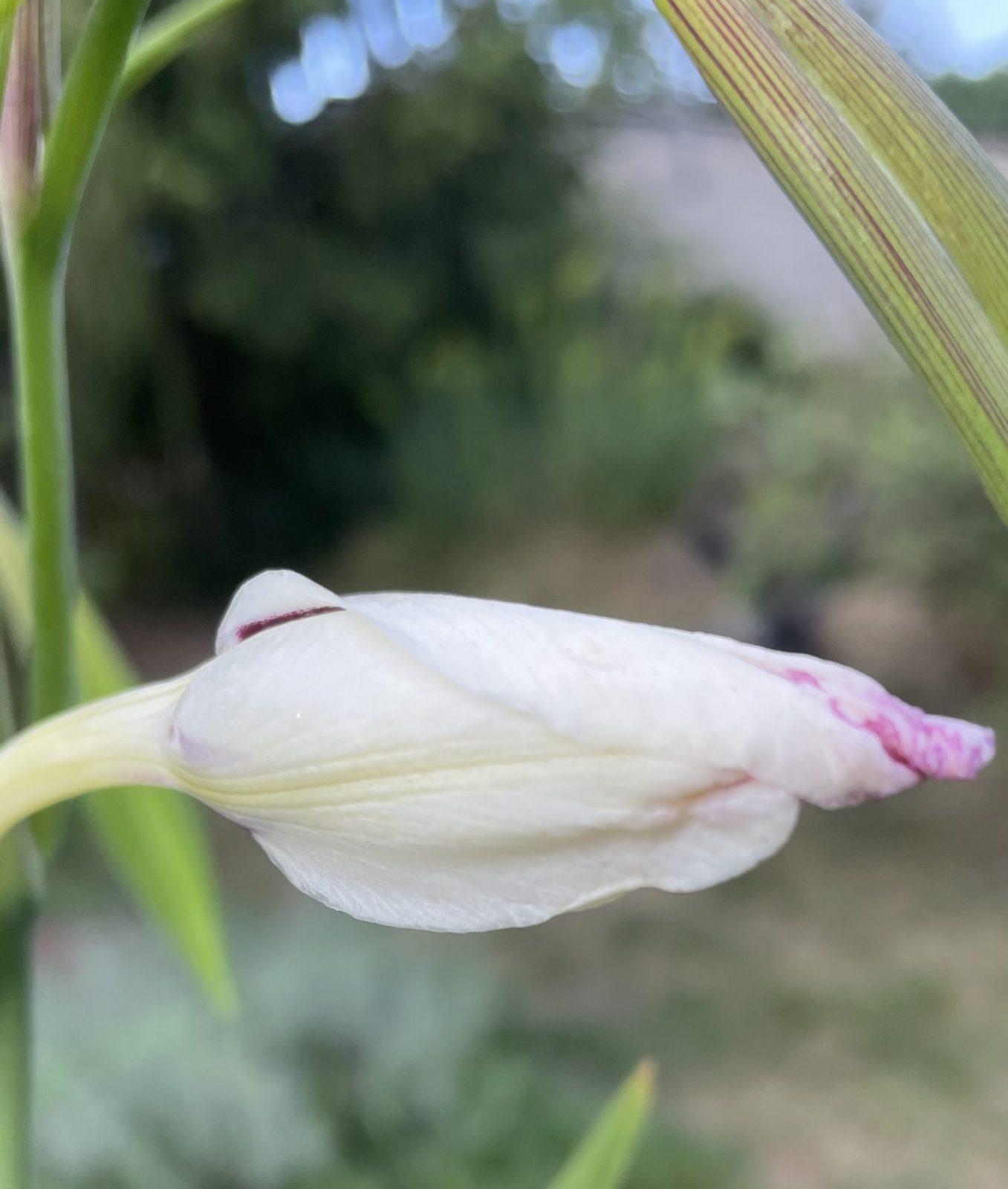 1EAC7403-CA6B-42B5-9049-DCB6F65F24EE