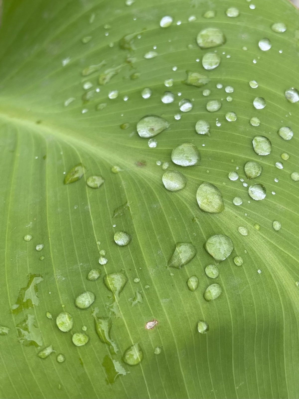 1F0D8A45-8098-48FC-A25D-1324ACEC71E8