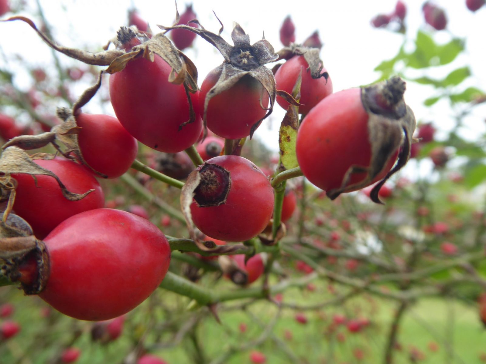 20.+21.9.2021 Herbstanfang (43)