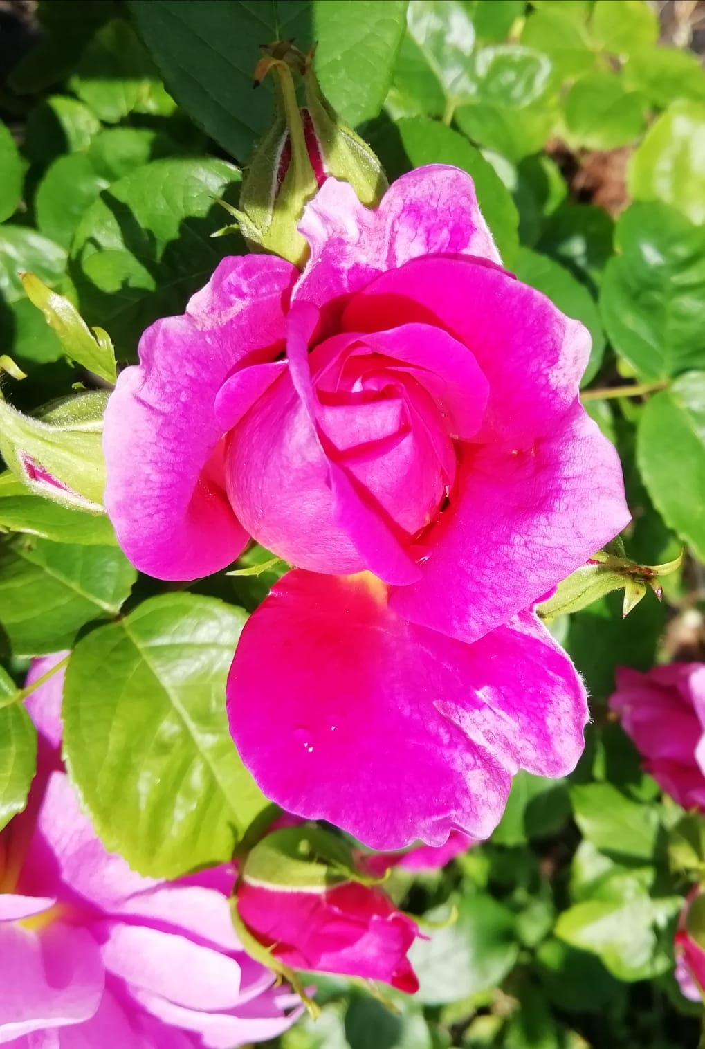 200640432_3828276287298838_9103770843552755476_n