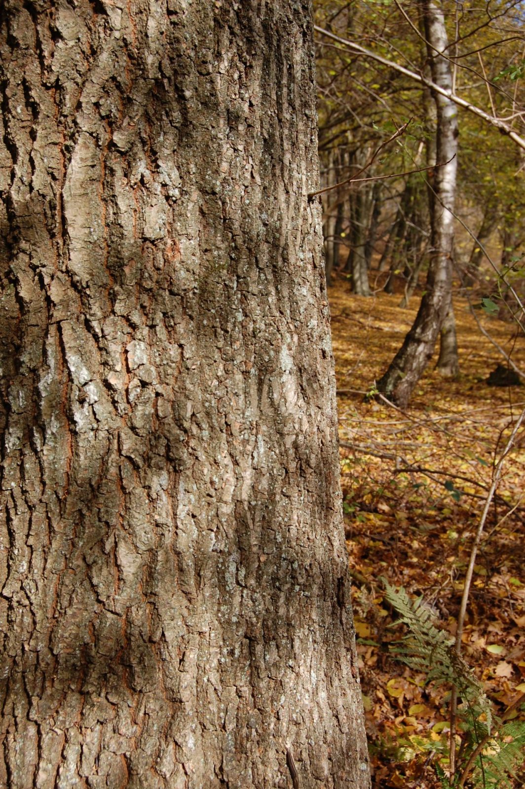 2008 11 06 Bäume (109)