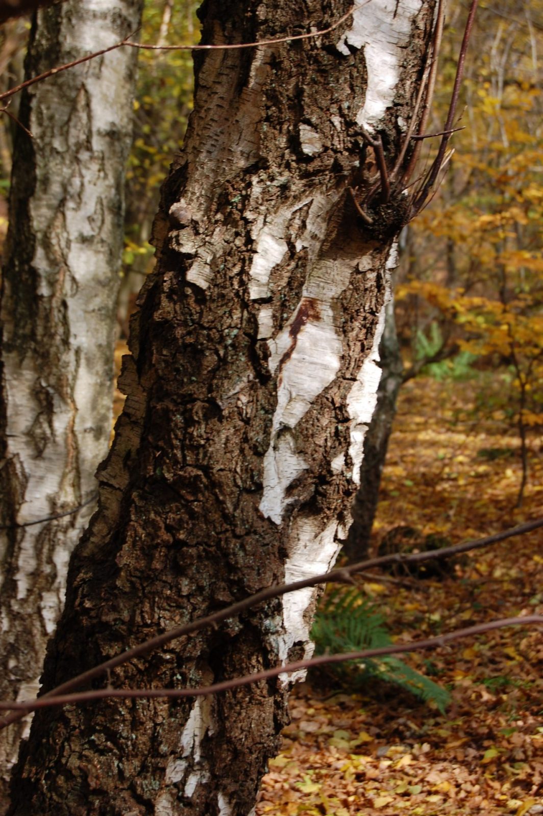 2008 11 06 Bäume (110)