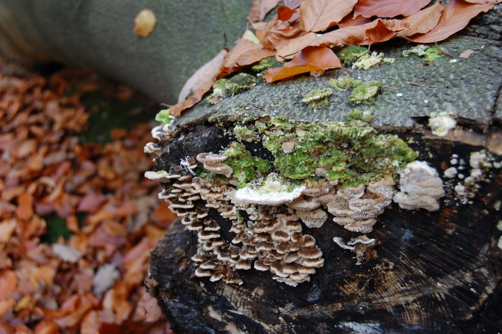 2008 11 06 Bäume (132)