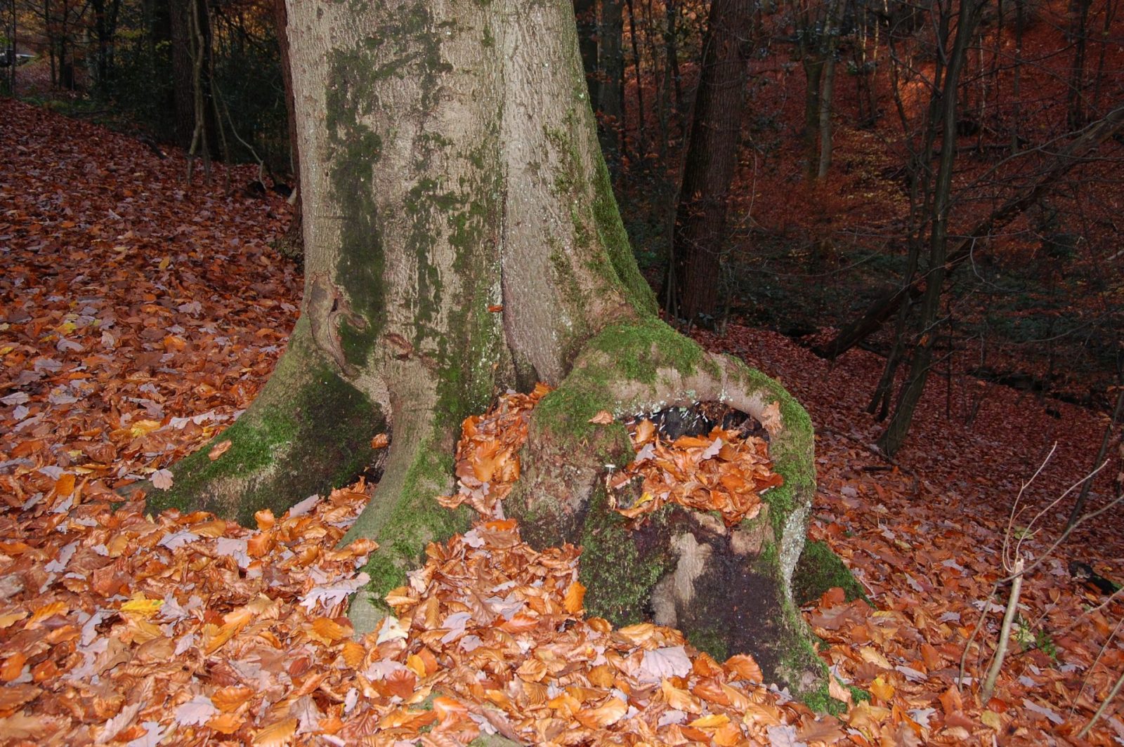 2008 11 06 Bäume (133)