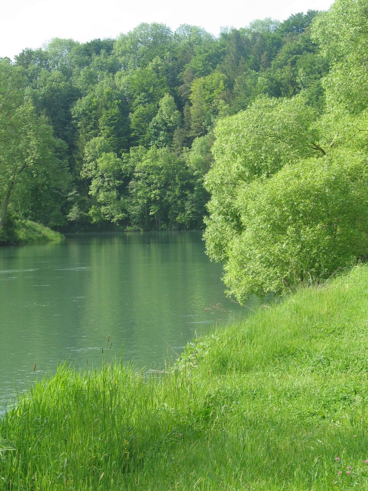 2008-23.Mai, Illeraue (7)