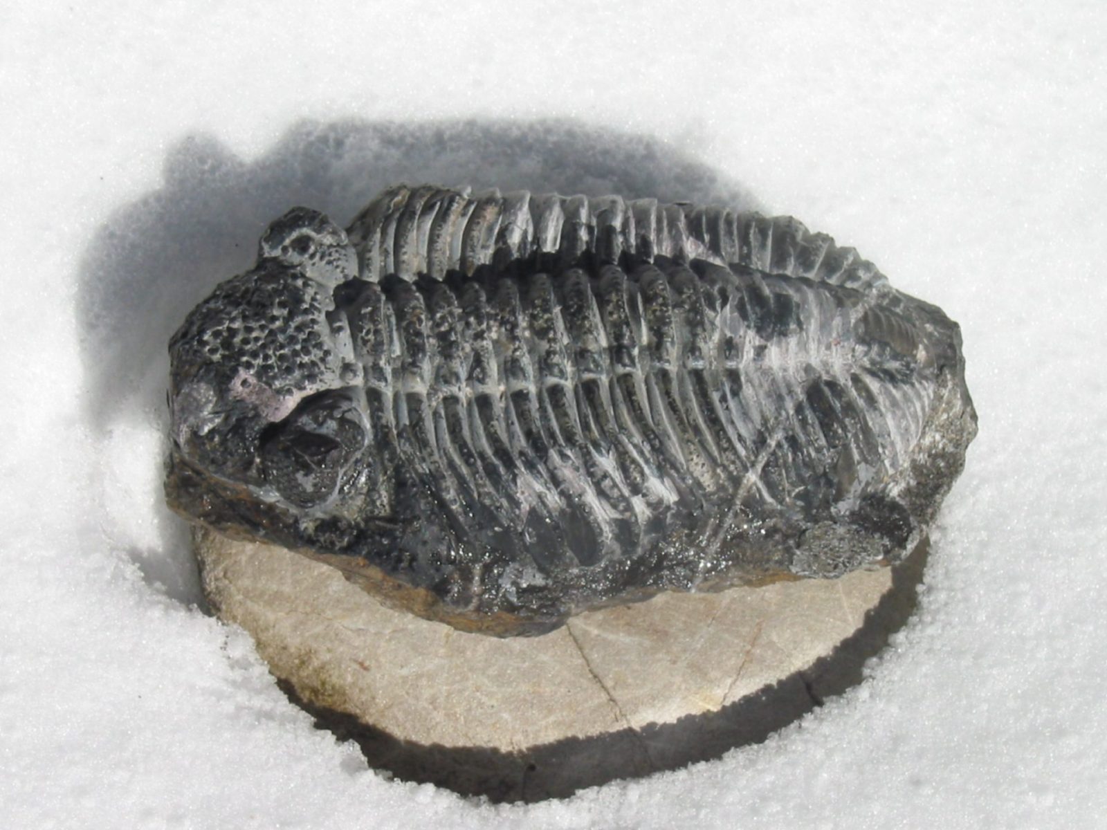 2008-6.März Trilobit v.250 Mill.J. bereits ausgestorben