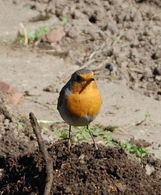 2008 Rotkehlchen (3)