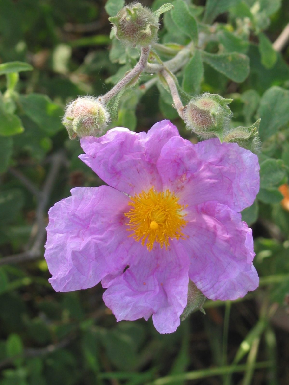 2008-bis 13.4.-Urlaub Türkei-Cistus Incanus (594)