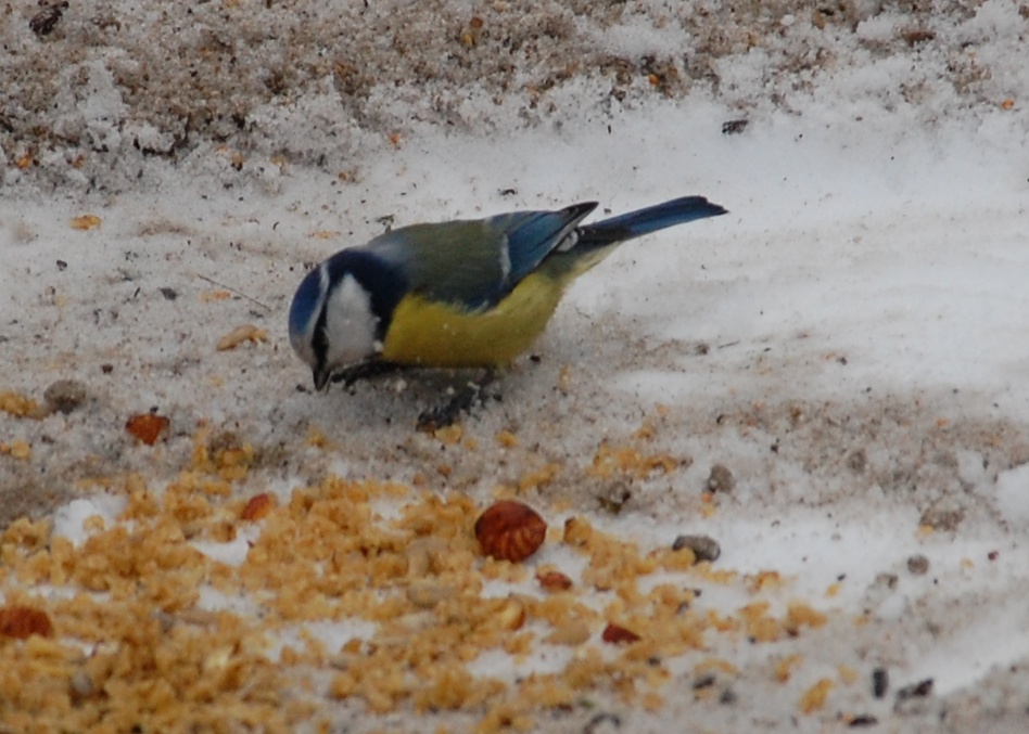 2009 01 12 Zoo (132)