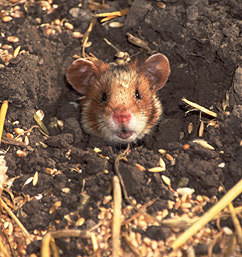 200_feldhamster2_rdax_87