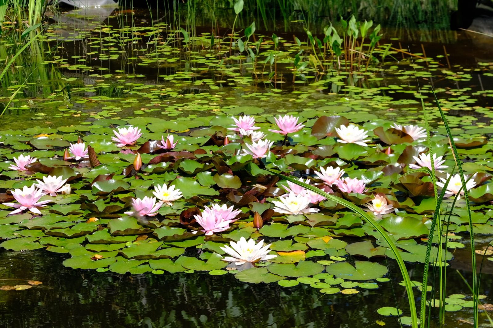 201034394_936211447225053_649331481113592825_n