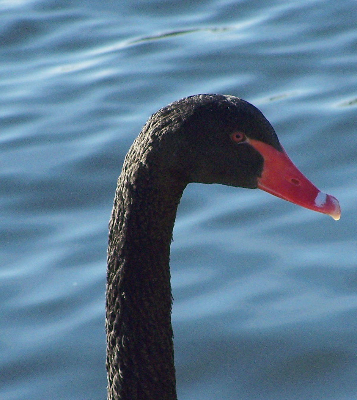 2012-01-25 SchwarzerSchwanStadtpark (1)
