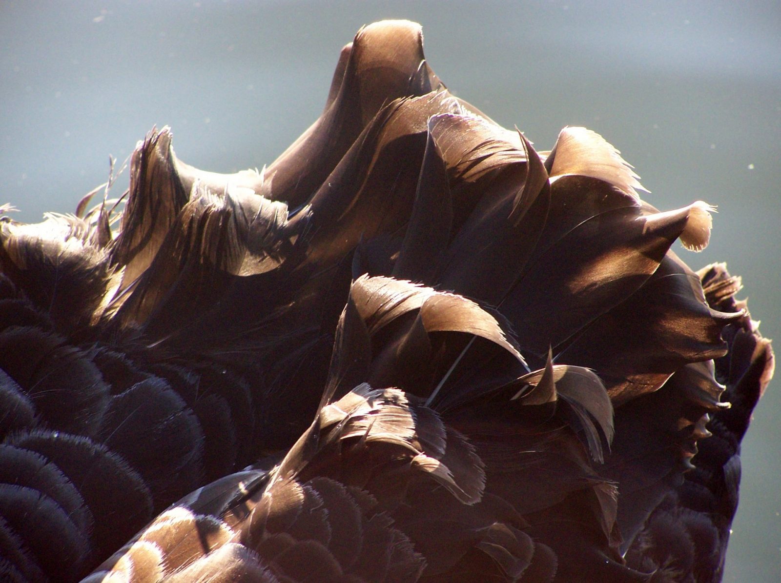 2012-01-25 SchwarzerSchwanStadtpark (4)
