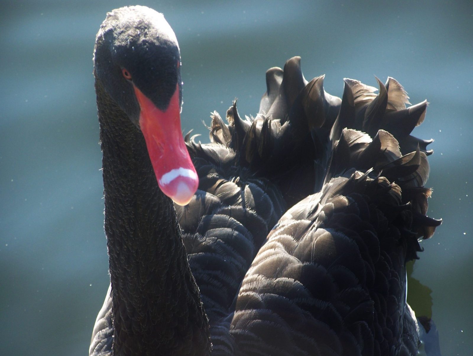 2012-01-25 SchwarzerSchwanStadtpark (5)