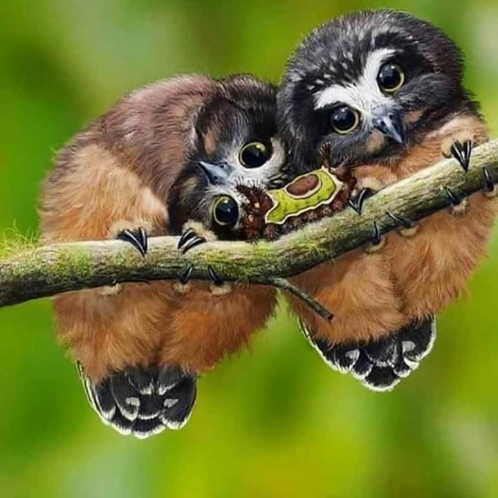 201214027_1246794269108210_8196387093167365306_n