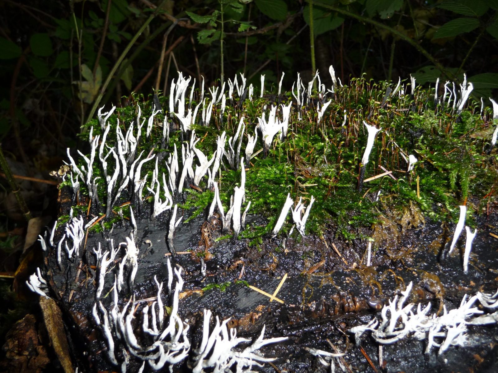 2013 10 23 Regen (8)