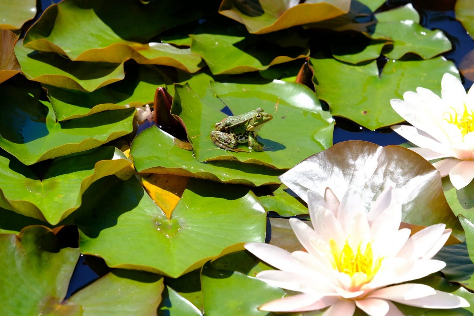 201324477_936211997224998_3822929049184627253_n