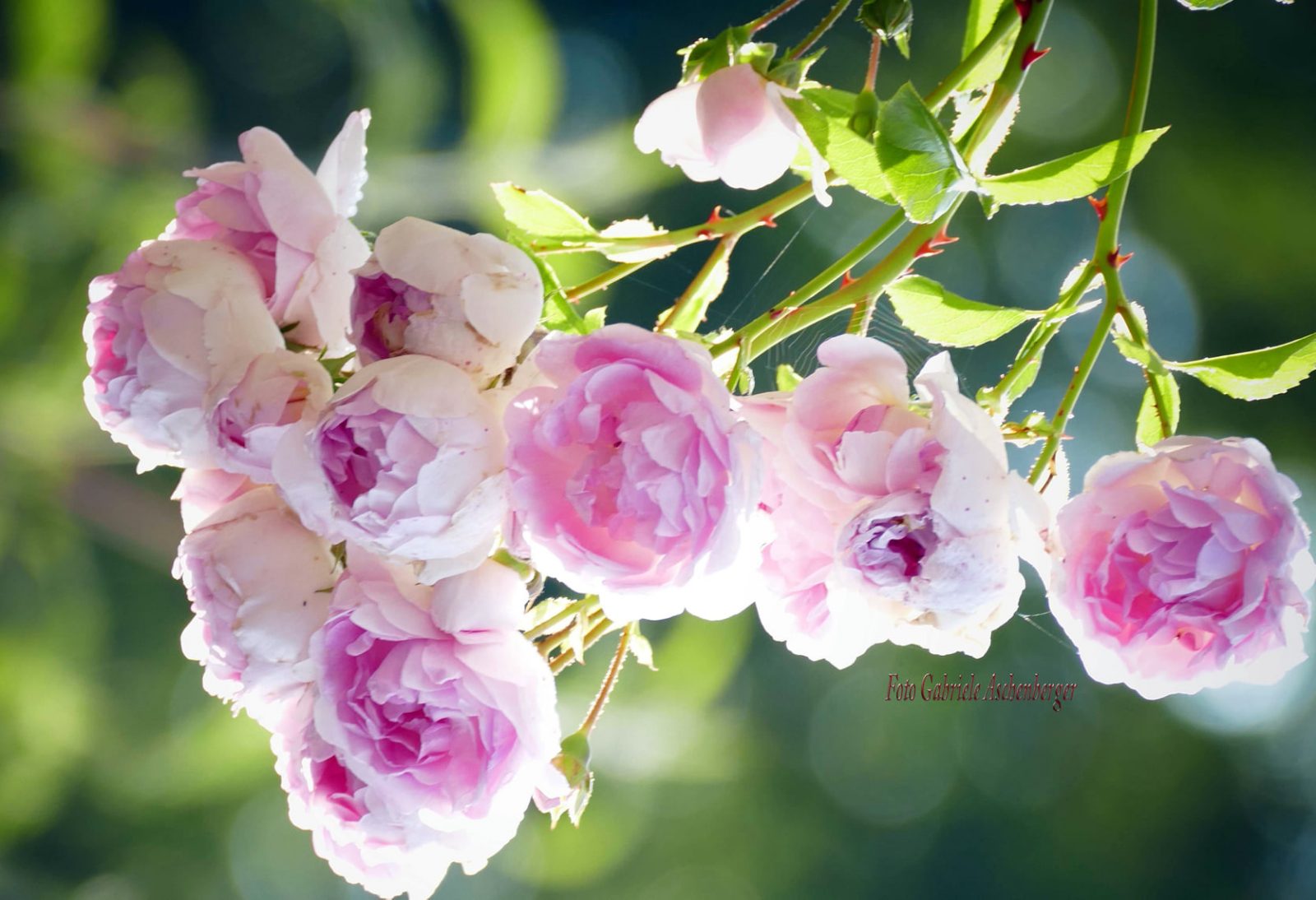 201383214_286463806597703_4229932598135422344_n