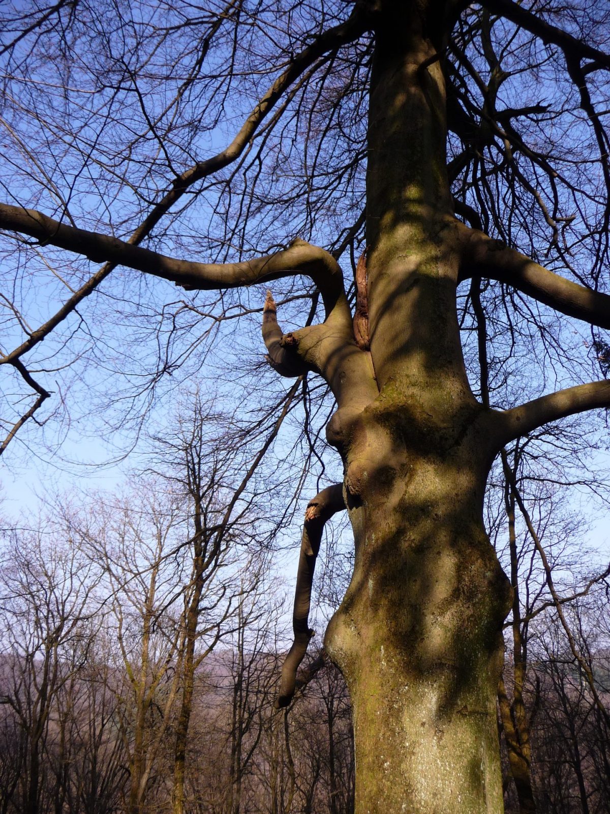 2014 03 11 Wald (4)
