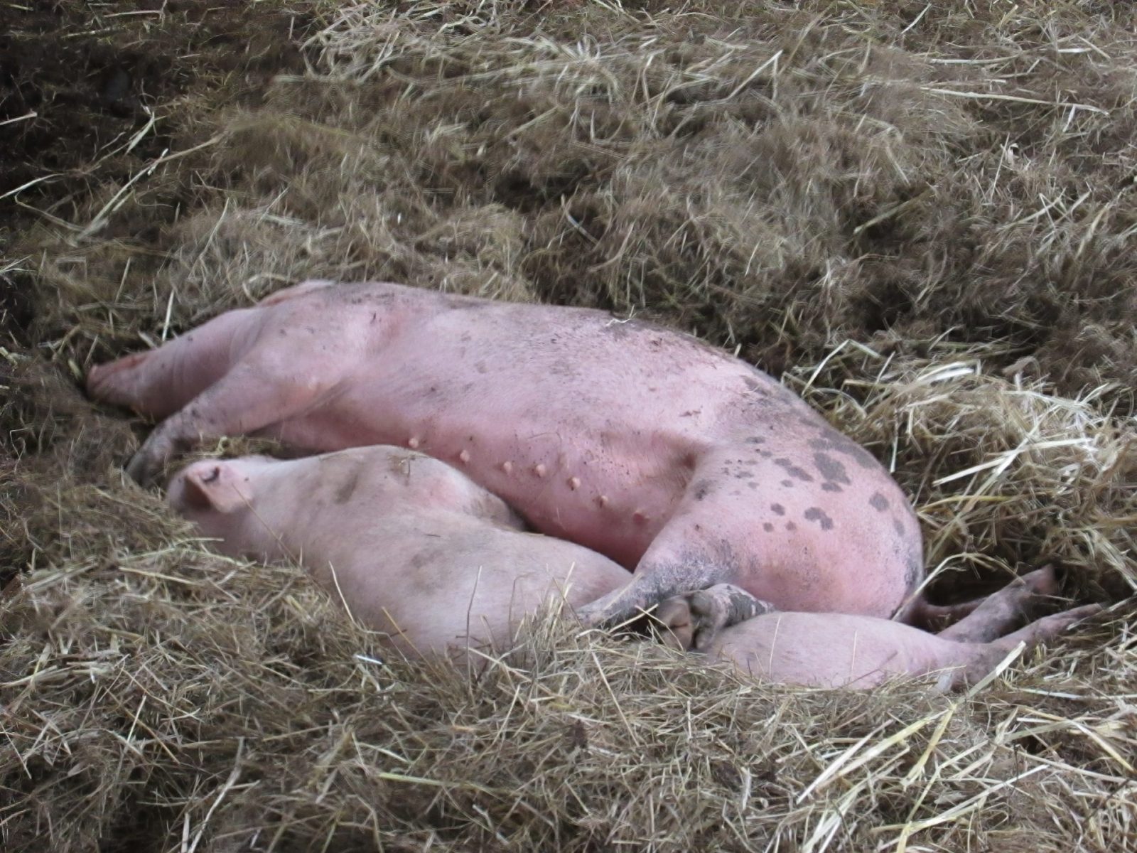 2014-07-30 Gut Wulfsdorf 031