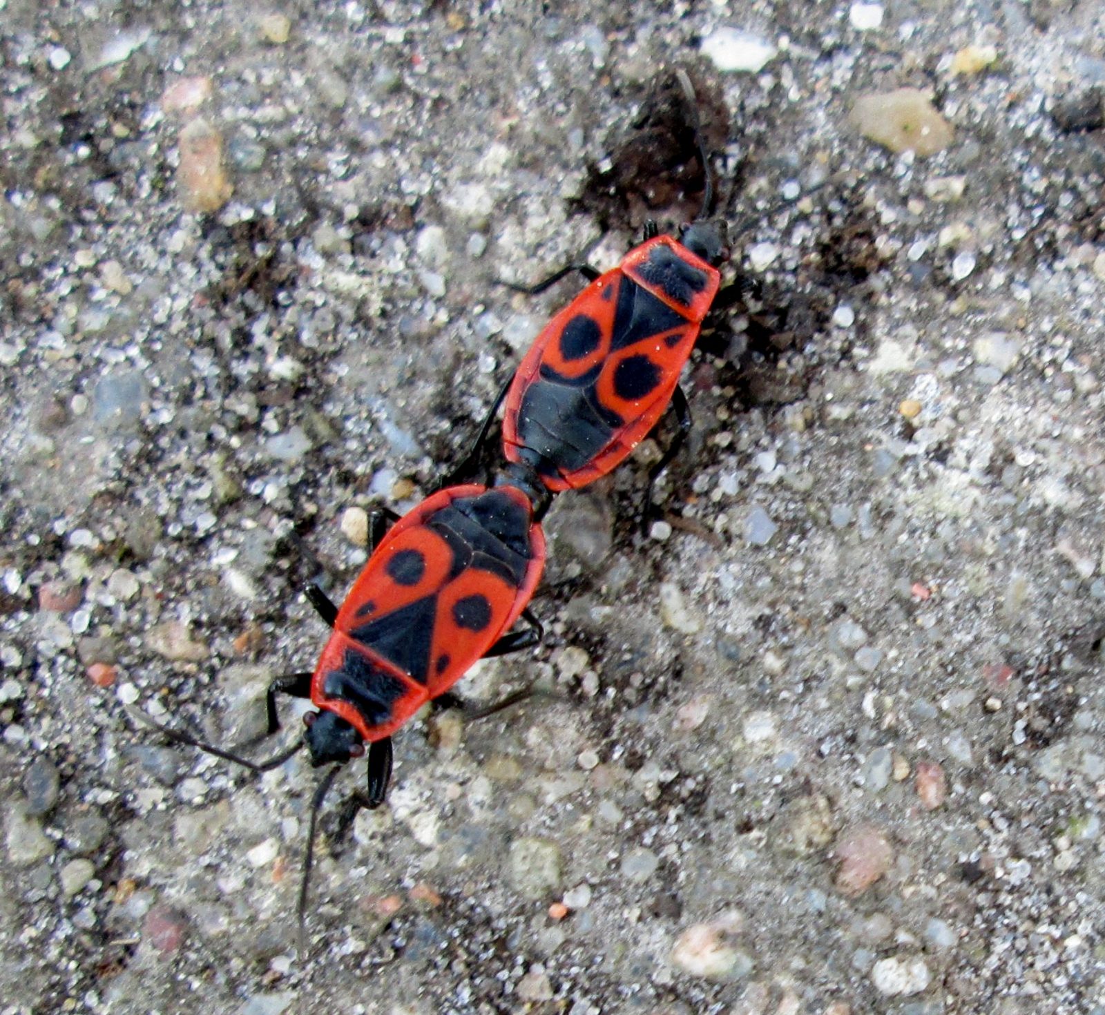 2016-04-11 Käfer Bramf (2)