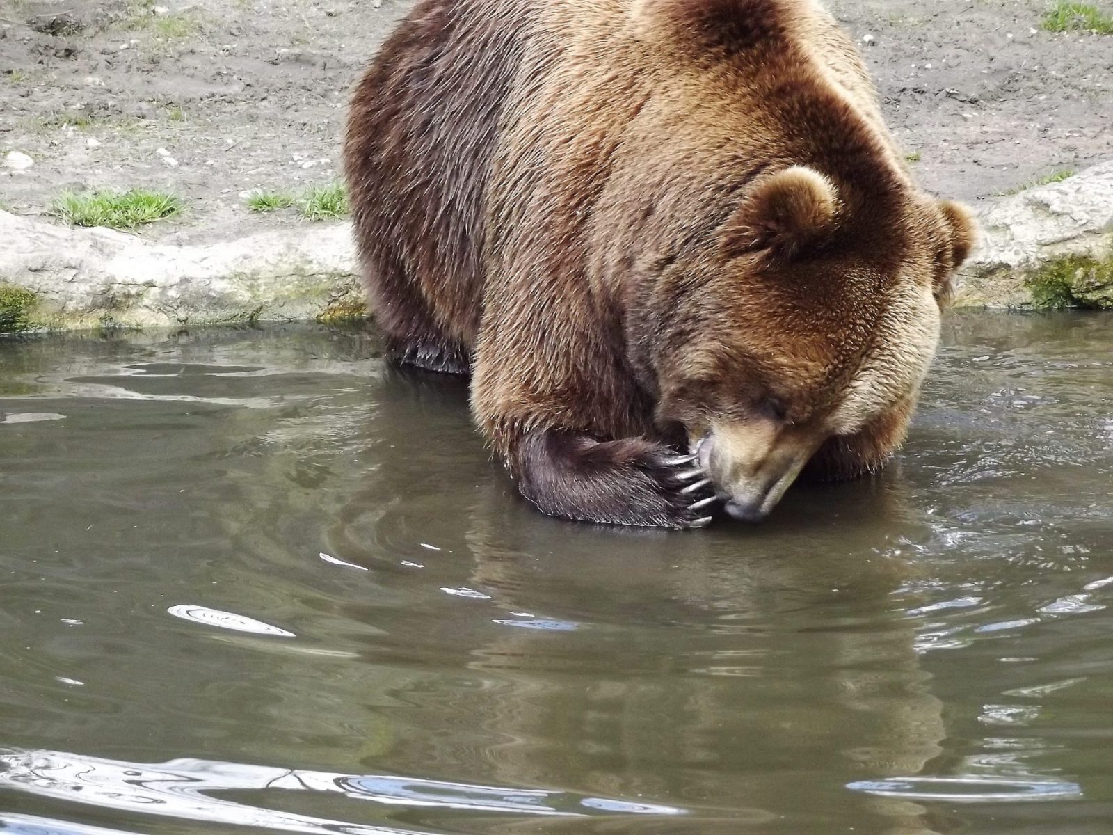 2016-05-04 Hagenbeck Bären (6)