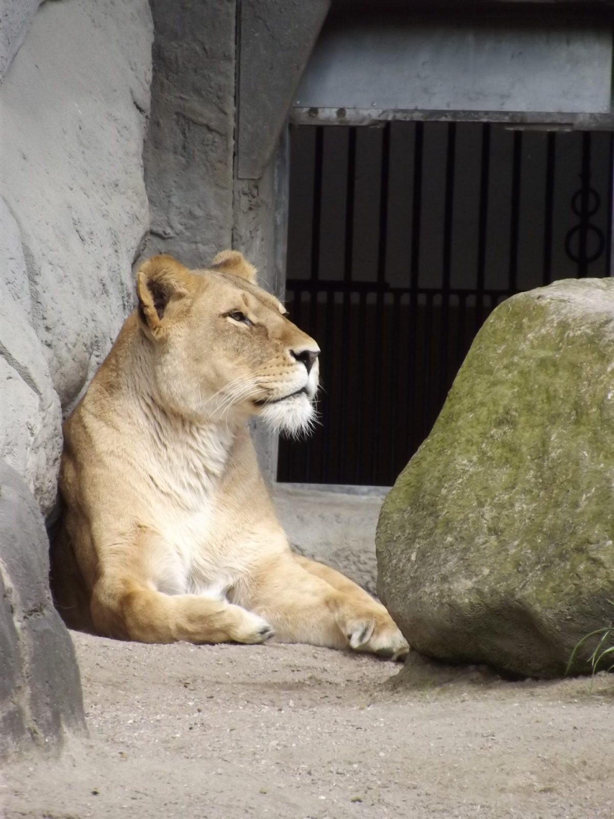 2016-05-04 Hagenbeck Löwen (7)