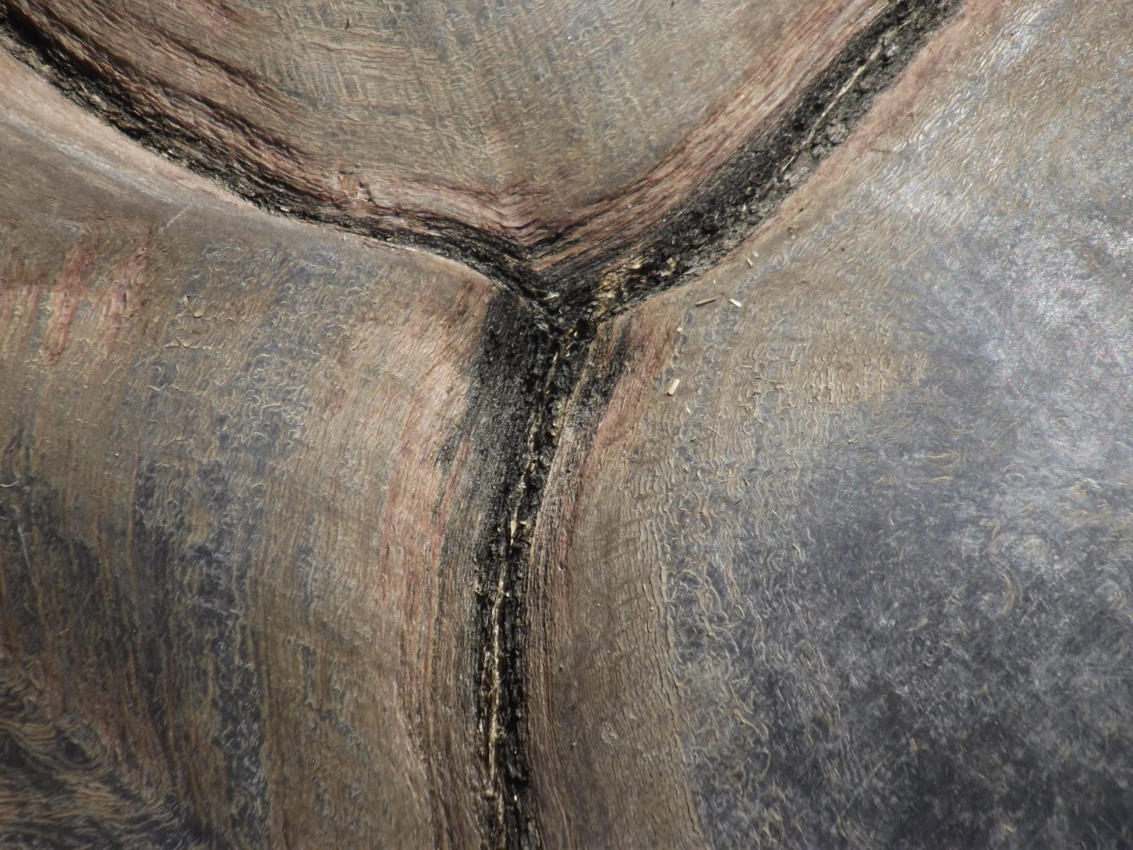 2016-05-04 Hagenbeck Riesenschildkröte (11)