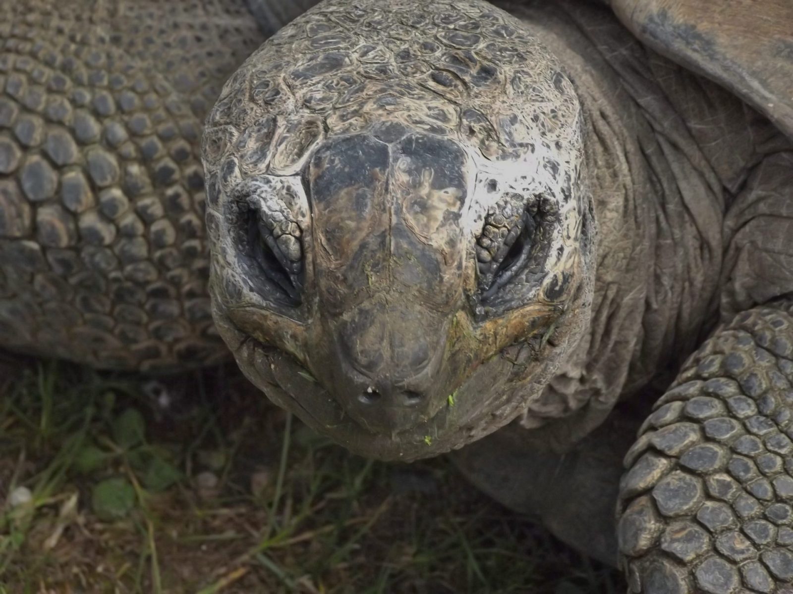 2016-05-04 Hagenbeck Riesenschildkröte (2)