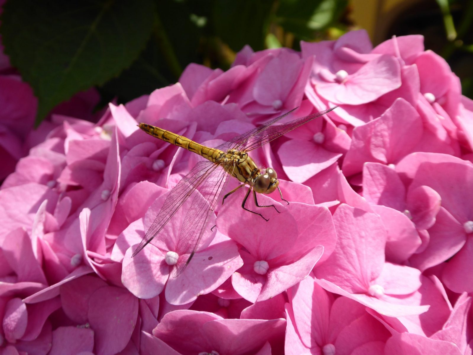 2017-07-26 Libelle (1)