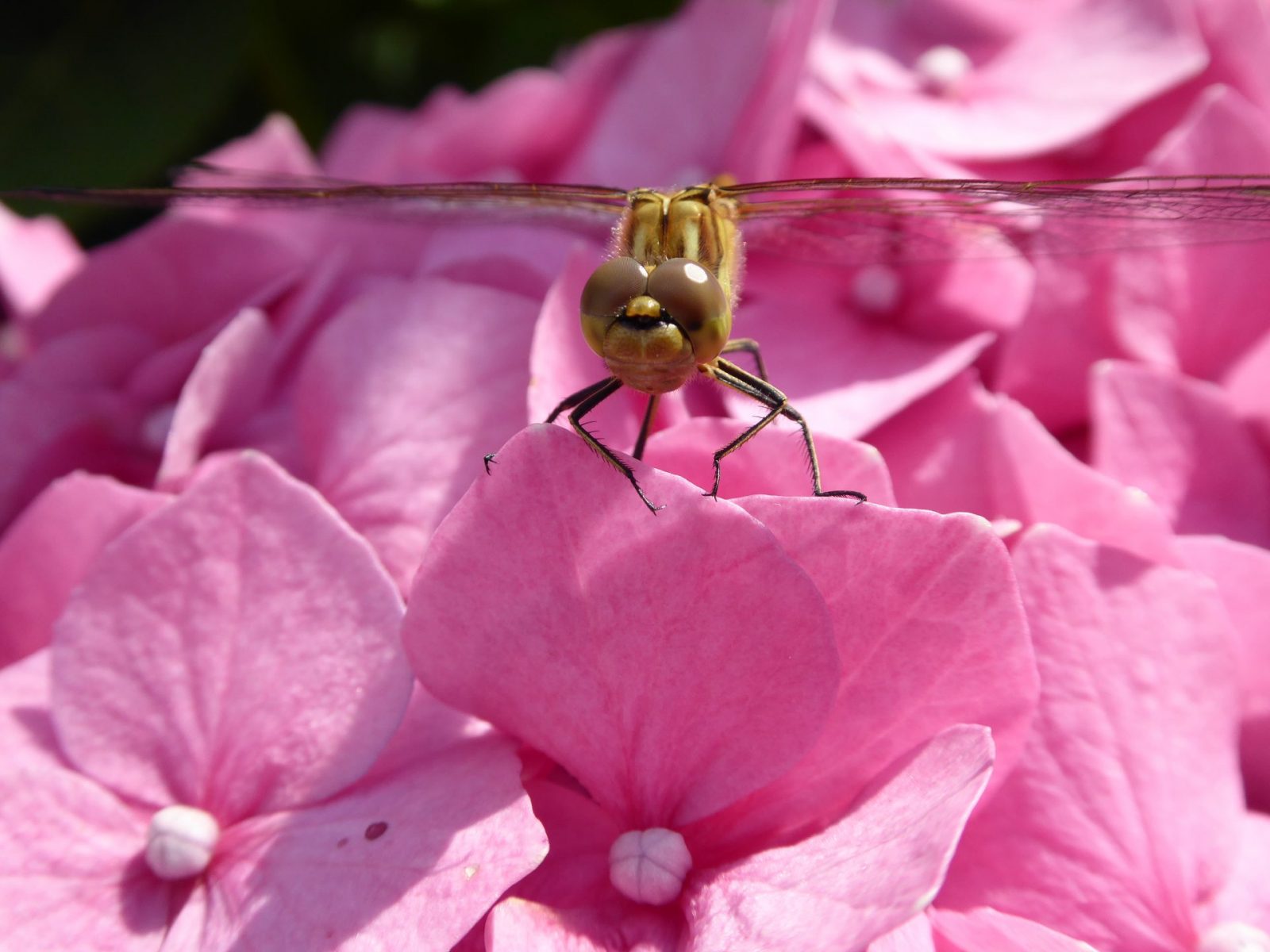 2017-07-26 Libelle (4)