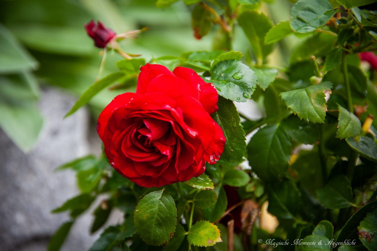 201763752_907817206461839_4641510210447472214_n