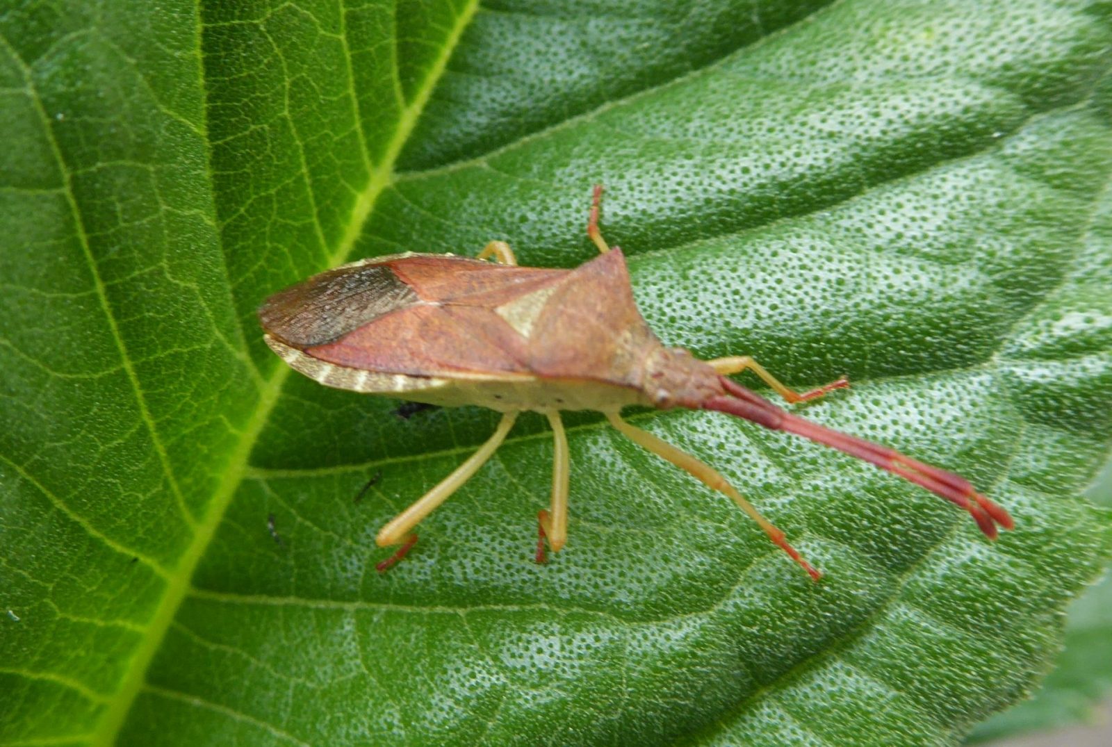 2019-06-13 Terrasse (4)
