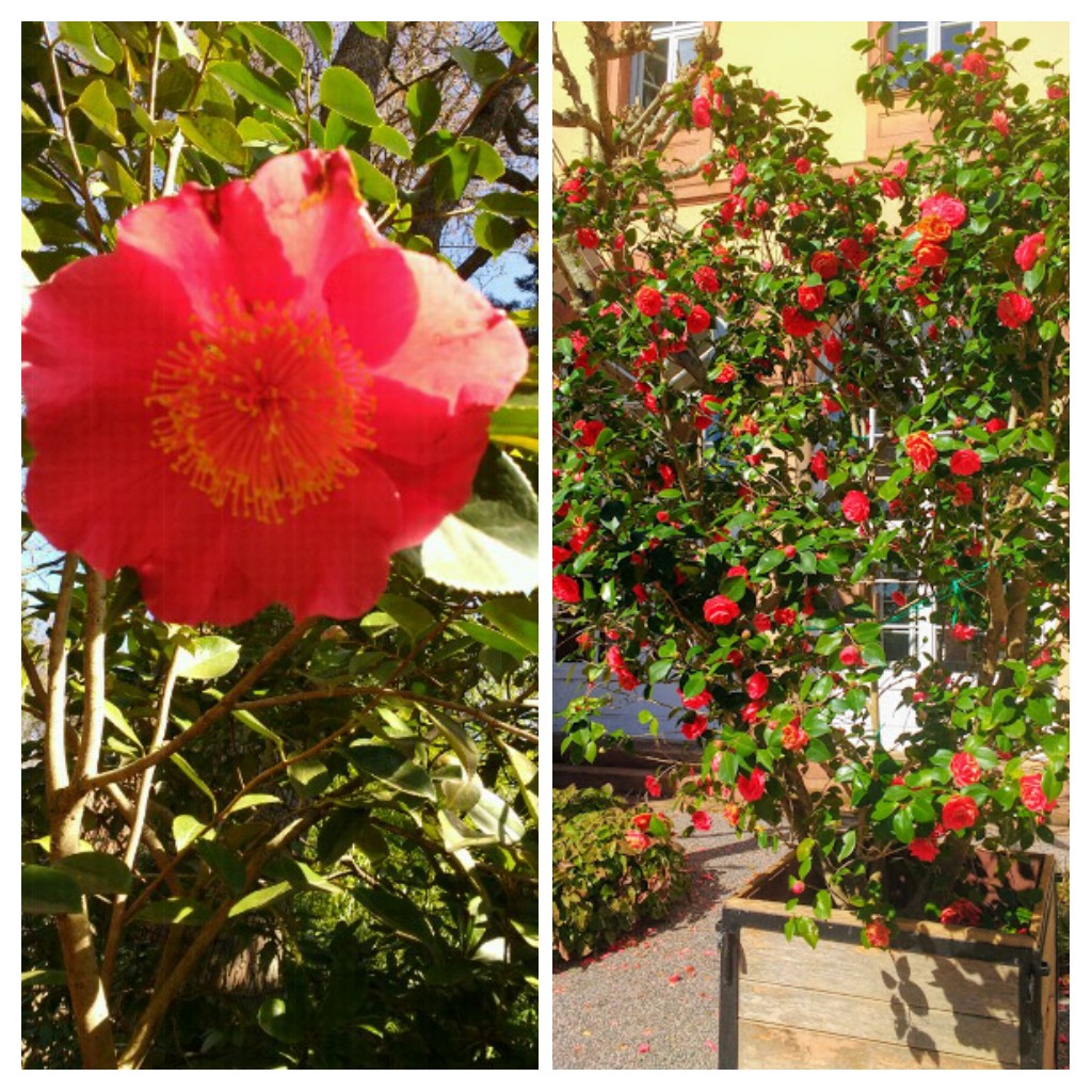 20190320_192058-COLLAGE