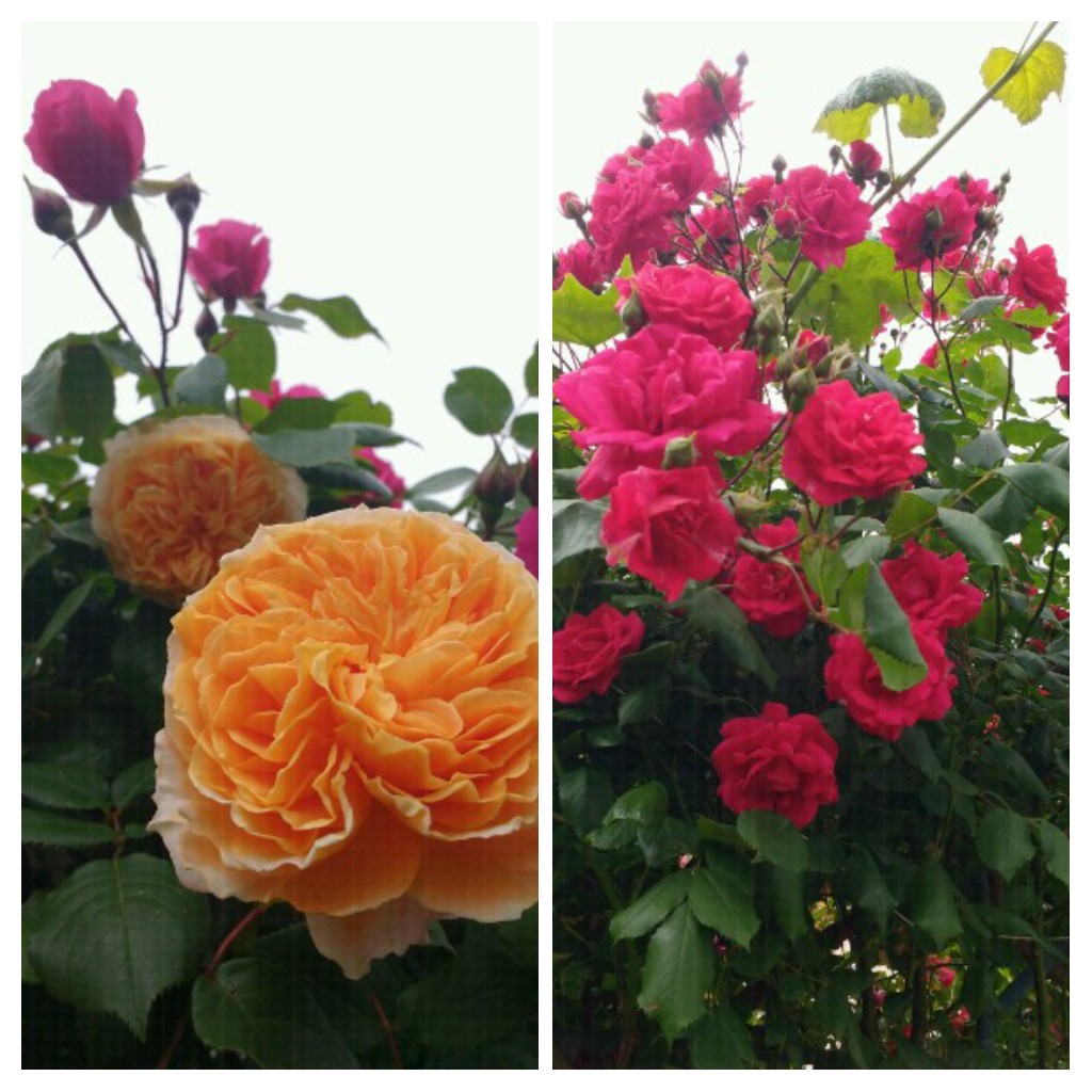 20190531_163350-COLLAGE