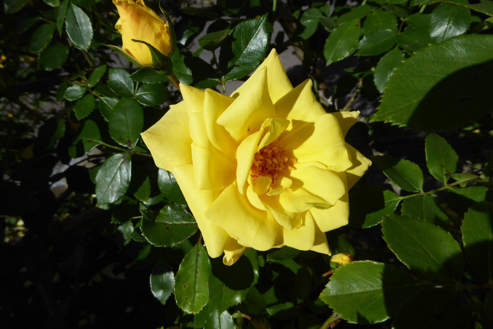 2020 05 28 Rosen (2)