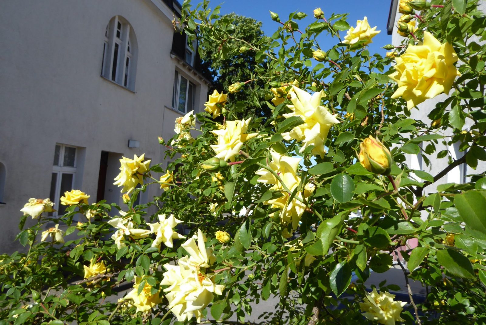 2020 05 28 Rosen (3)